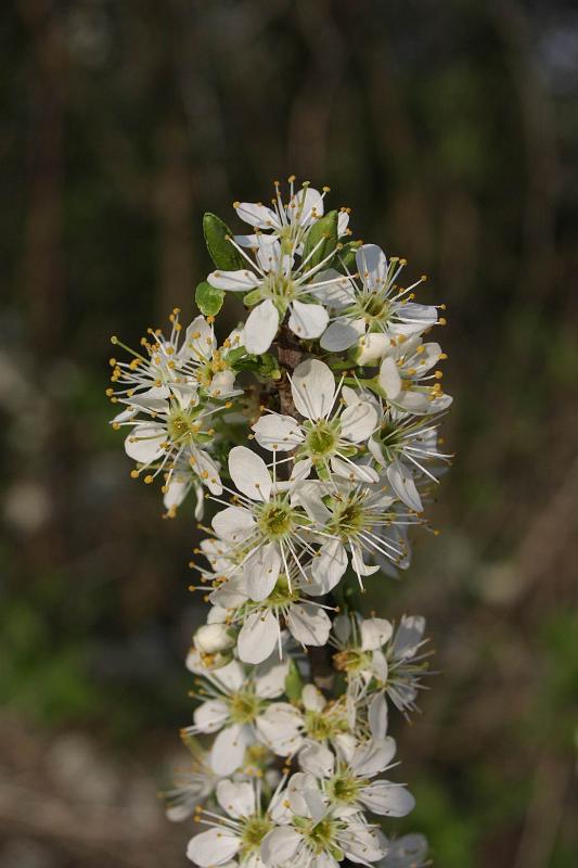 Pvodn obrzek